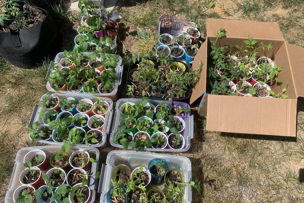 Dozens of seedlings are in solo cups waiting to be distributed as part of the community Food Production Plant Swap