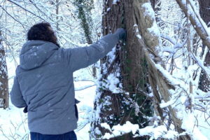 A women in a gray coat is pulling at ivy to remove it to help protect the trees