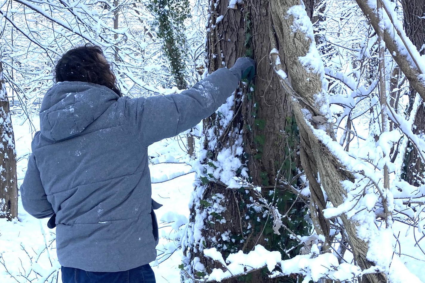 A women in a gray coat is pulling at ivy to remove it to help protect the trees